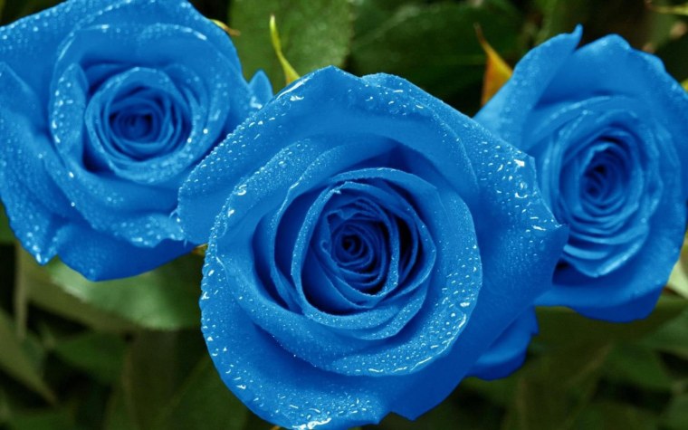 Роза Блю Ватер
