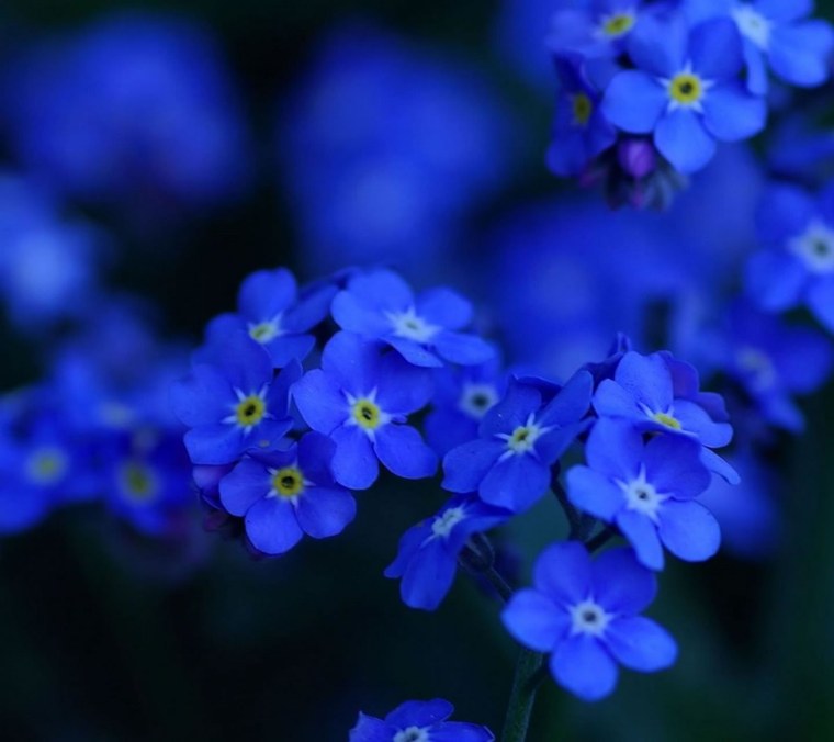 Myosotis голубая