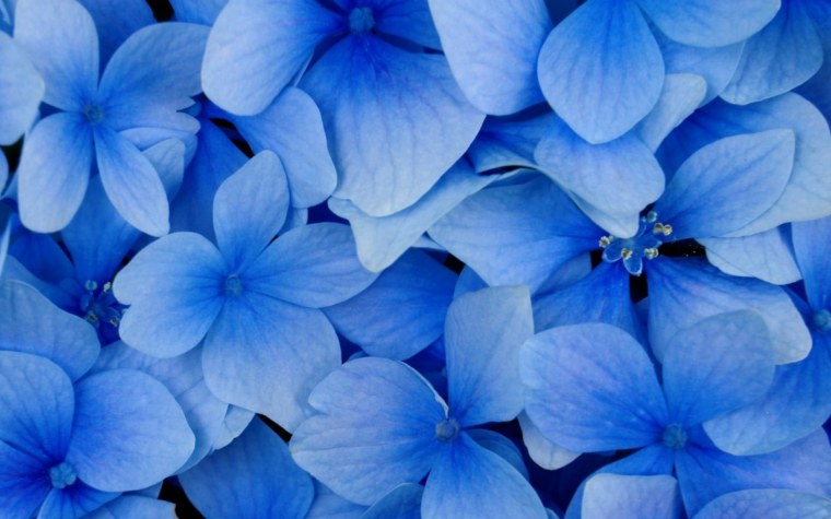 Роза ультрамарин