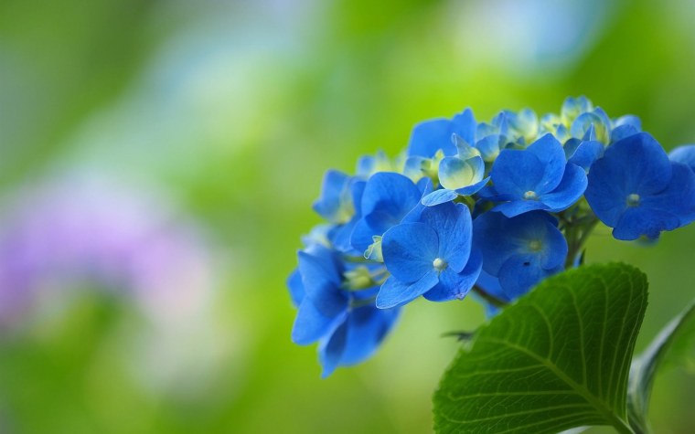 Нежно голубые цветы