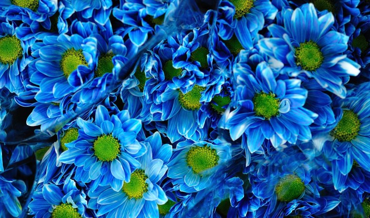 Синие хризантемы