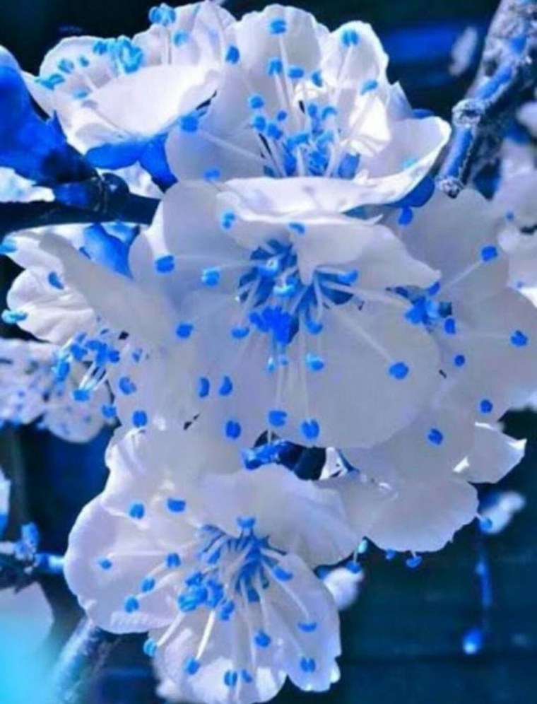 Цветочек голубой