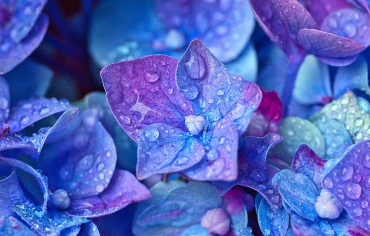 Блуе Фловер