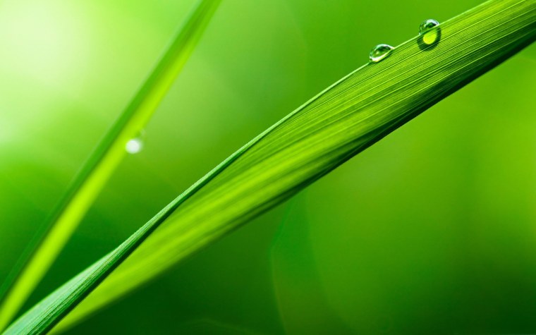 Обои на рабочий стол зелень макро