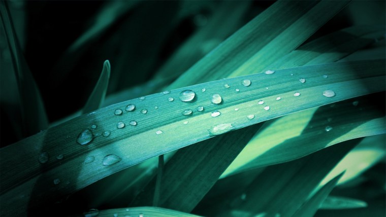 Роса на траве