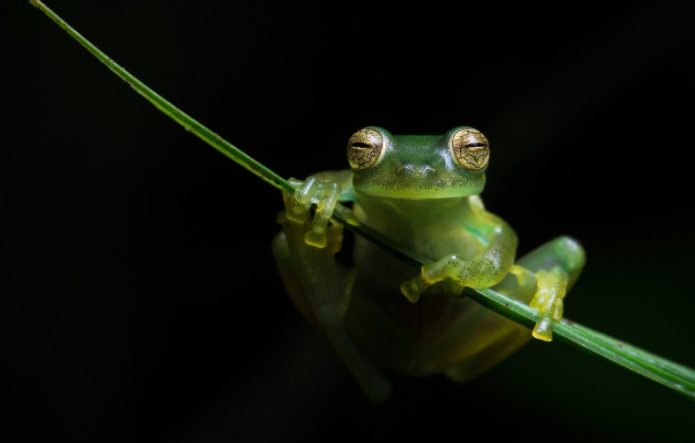 Квакша Эстетика