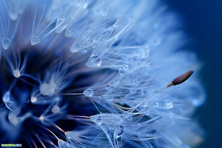 Макро съёмка природы