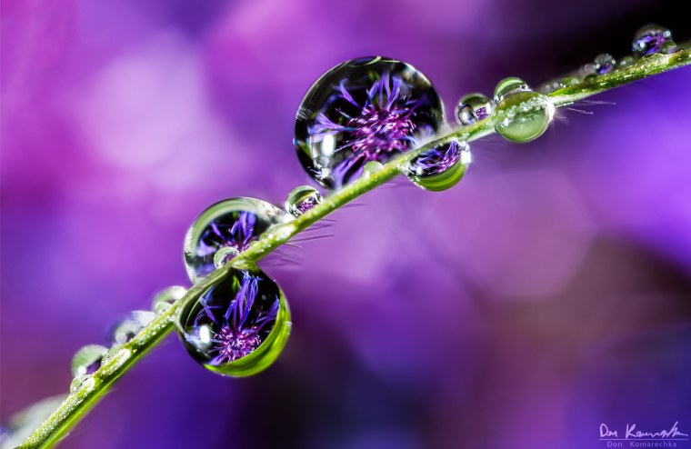 Цветы капли воды