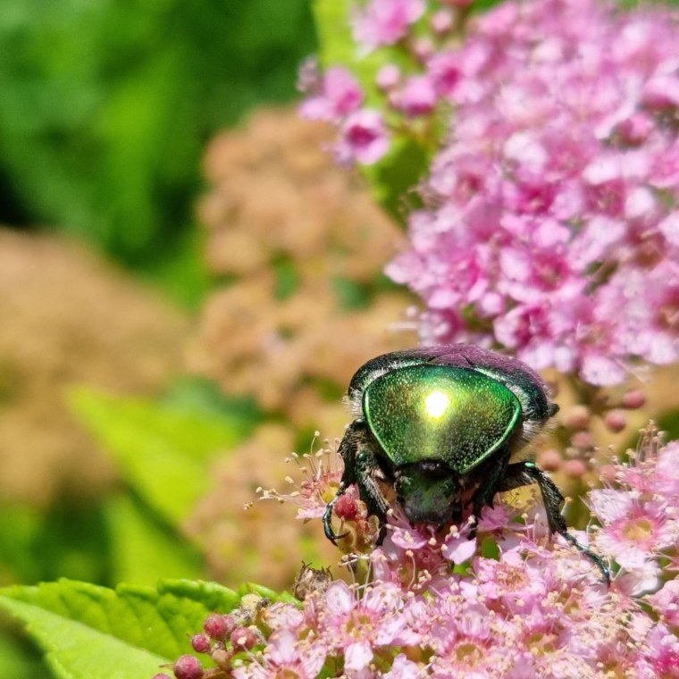 Макросъемка Galaxy s 21 Ultra