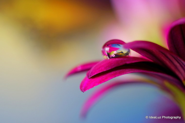 Ногти макро цветы