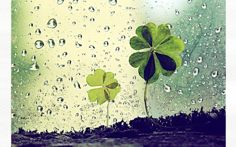 Клевер на заставку