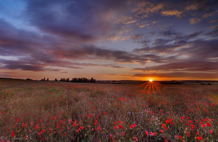 Закат в поле