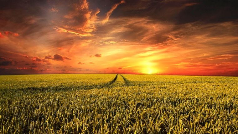 Рапс поле закат