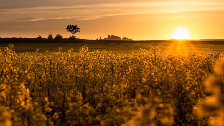 Рапсовое поле на закате