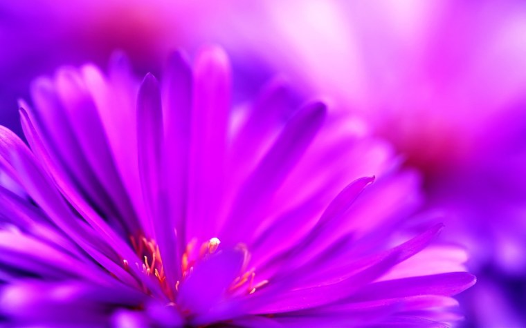 Фиолетовый свет