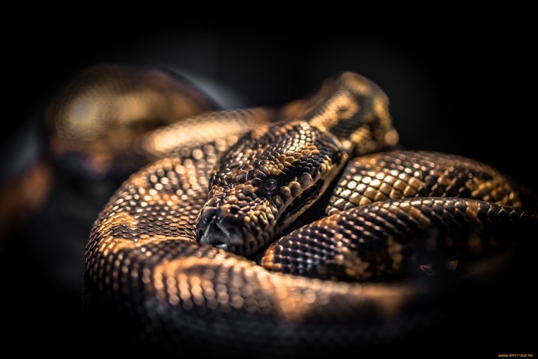 Черно Золотая змея