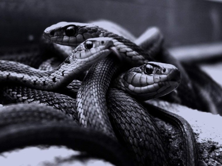 Черная змея