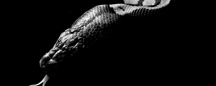 Питон на черном фоне