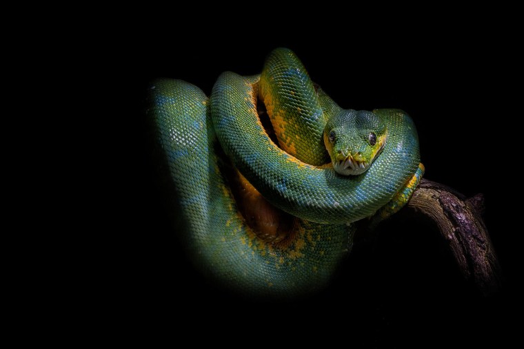 Змея на черном фоне