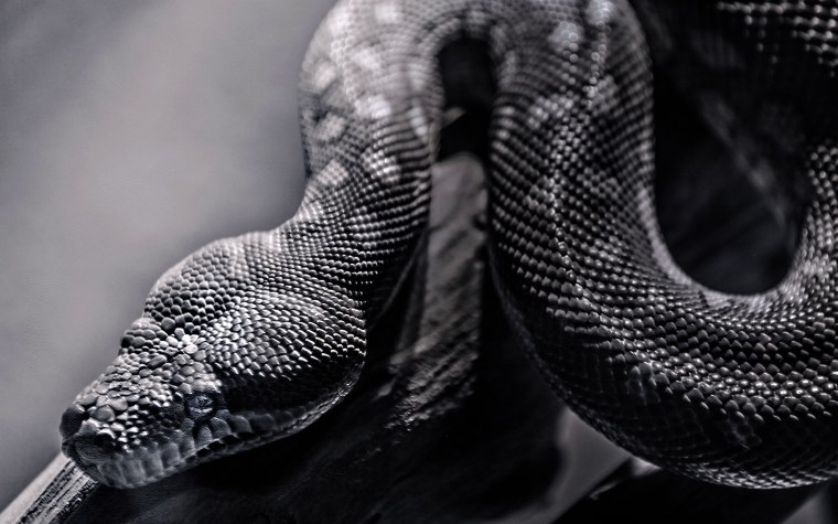 Черный Аспид змея