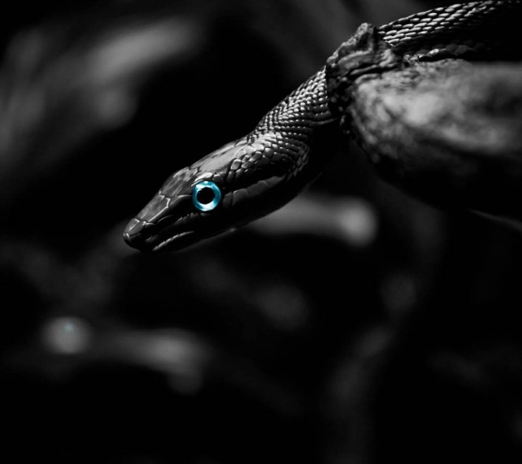 Черная змея с черными глазами