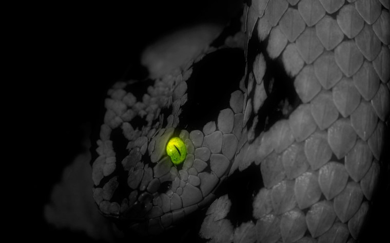 Змеиные глаза на черном фоне