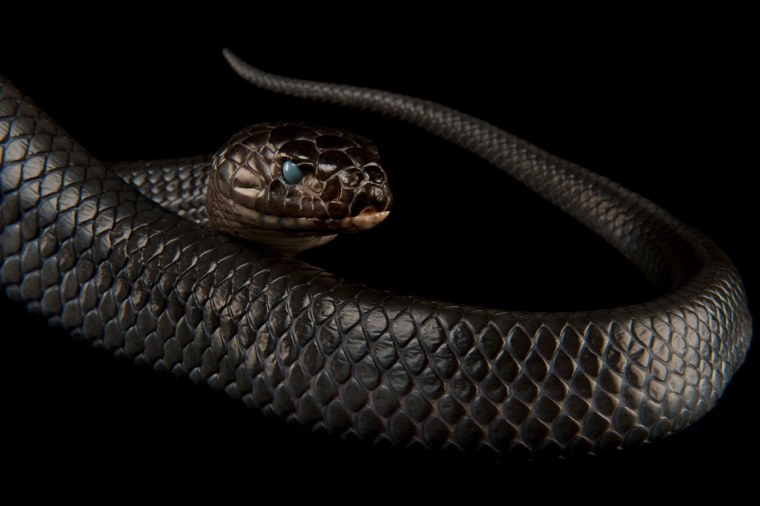 Черноватый скрытоглазый Аспид