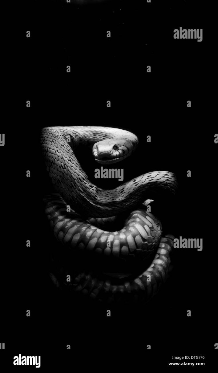 Змеи эвил Преваилс