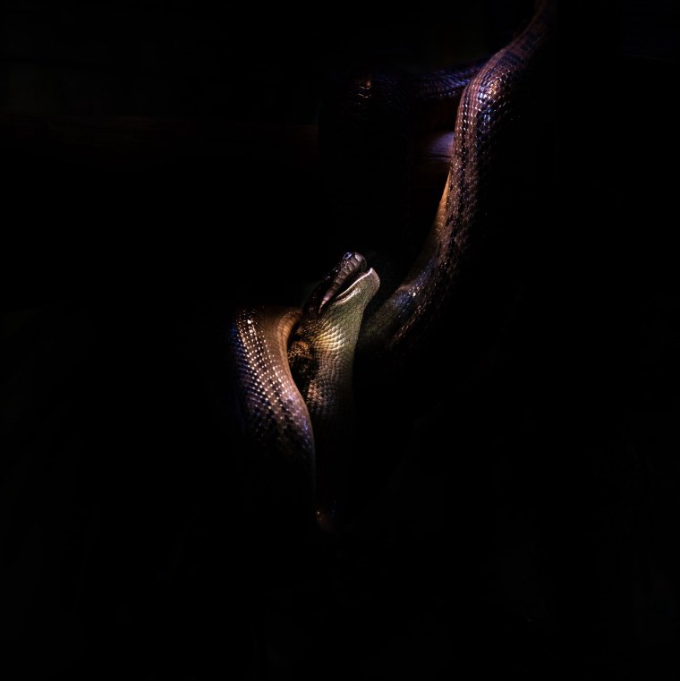 Змея обои на айфон