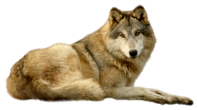 Волк на белом фоне