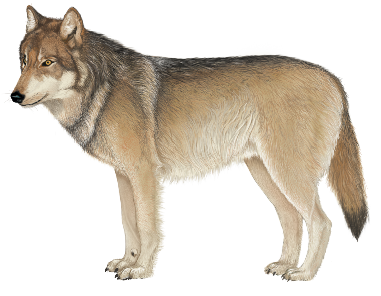 Мосбахский волк