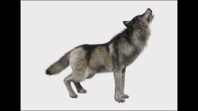 Хвост волка на прозрачном фоне