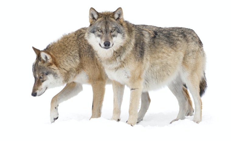 Стая Волков на белом фоне
