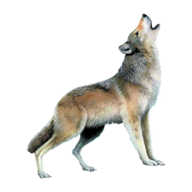 Волк на белом фоне