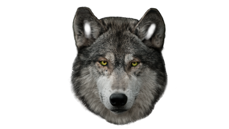 Морда волка