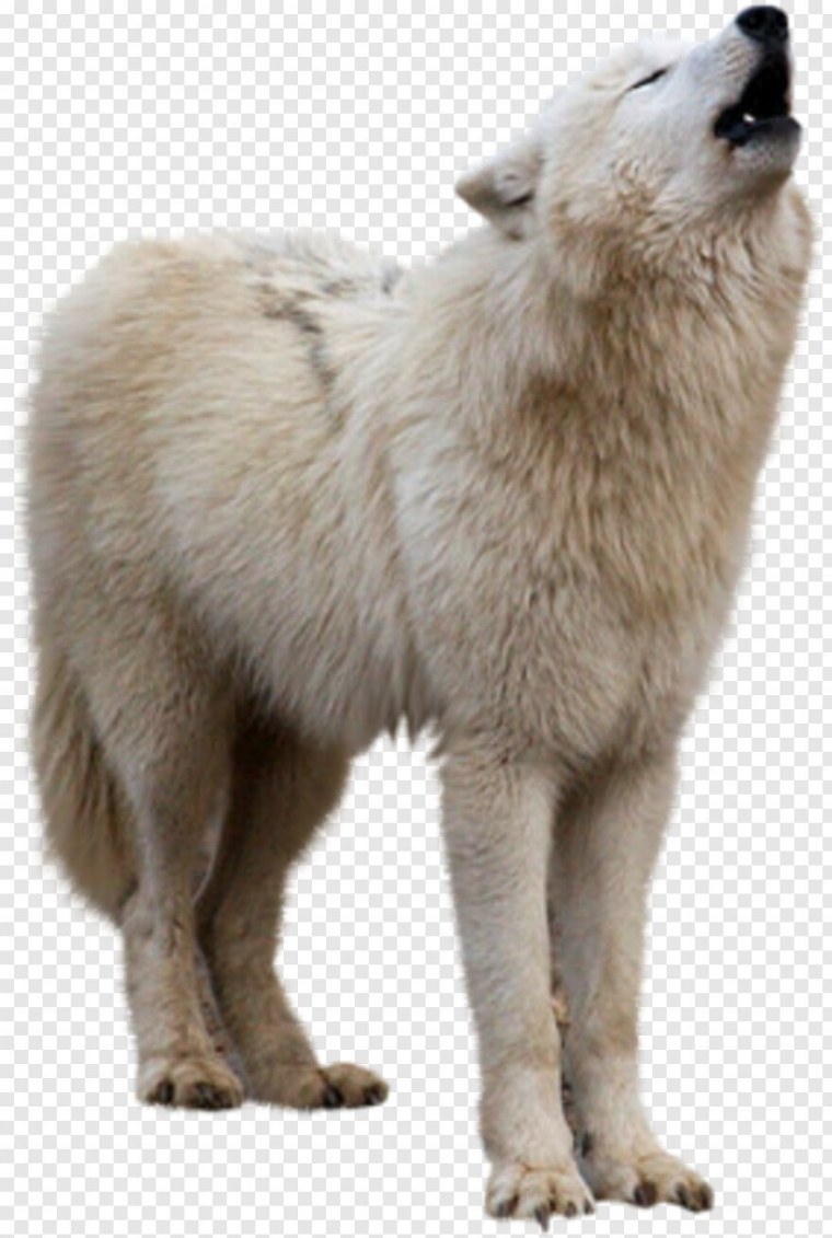 Полярный волк на белом фоне