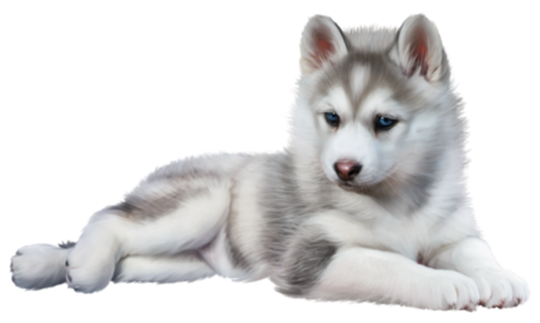 Волчонок на белом фоне