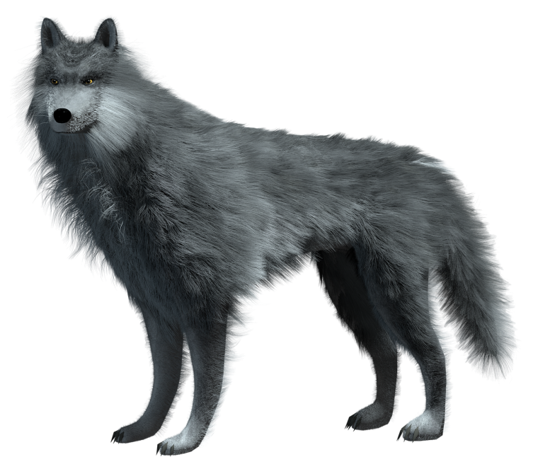 Волк для детей