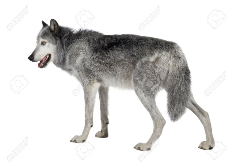 Серый волк без фона