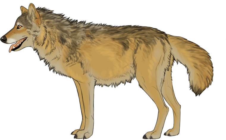 Волк койот и Шакал