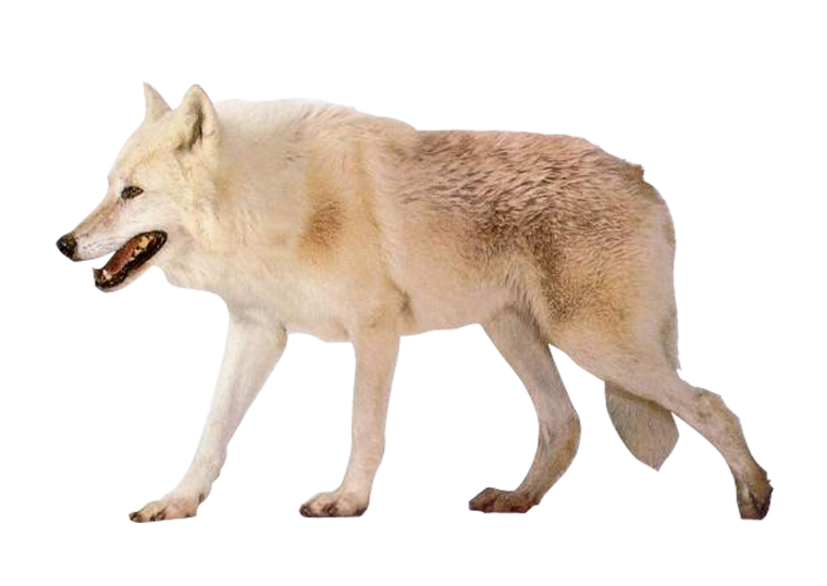 Волк на белом фоне