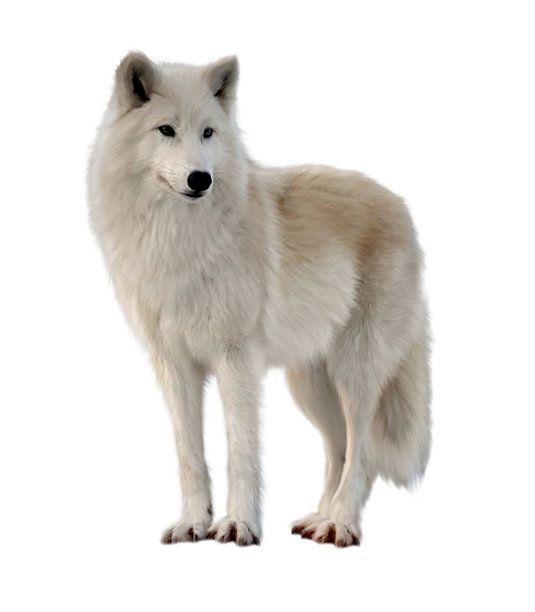 Волк без фона