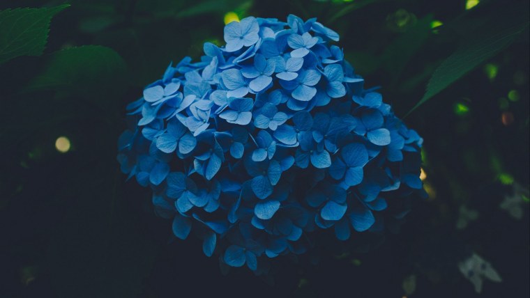 Гортензия крупнолистная