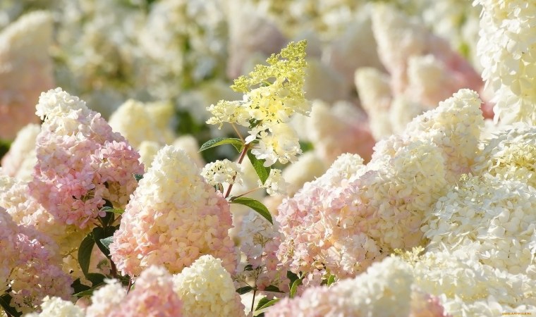 Гидрангея Верена голубая