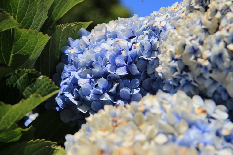 Гортензия крупнолистная голубая Лагуна