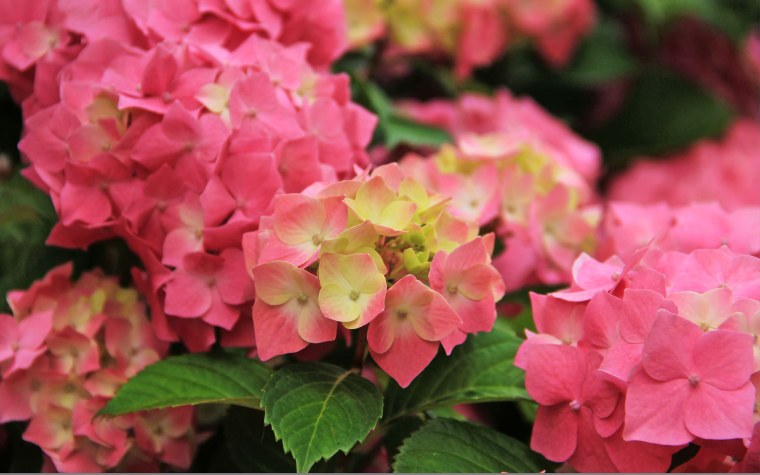 Гортензия индиго