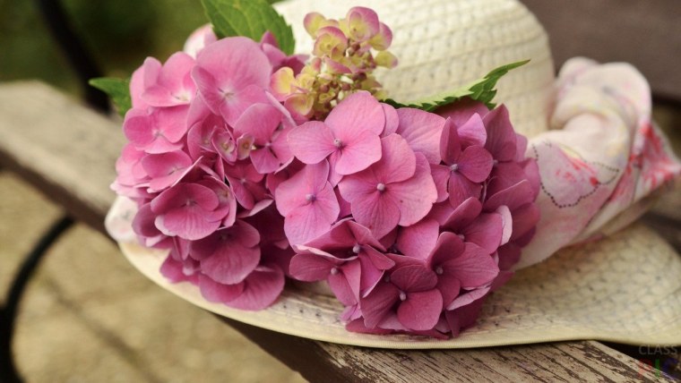 Гортензия Сибилла крупнолистная