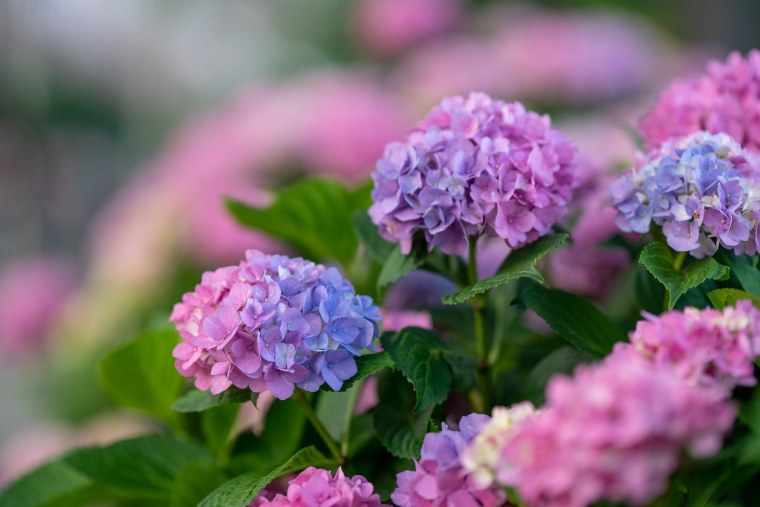 Гортензия соцветие