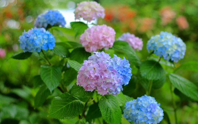 Гортензия Анабель