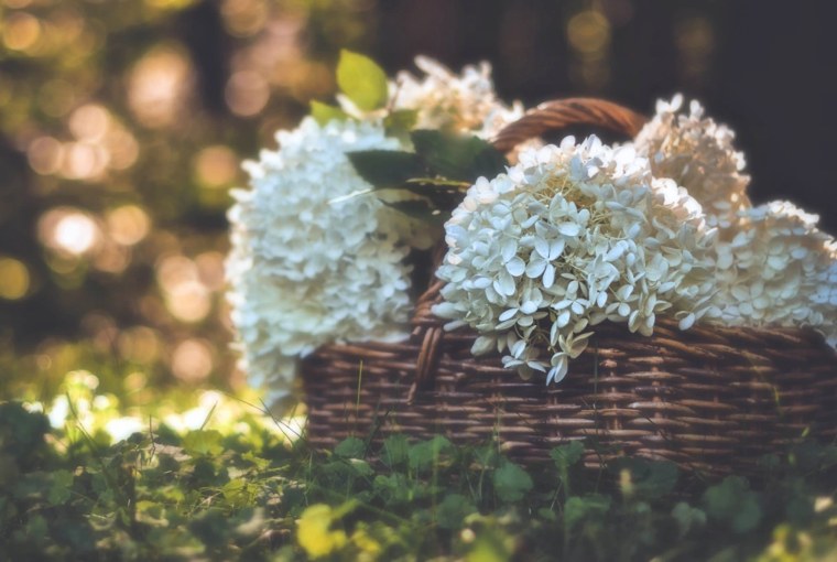 Гортензия Бавария крупнолистная